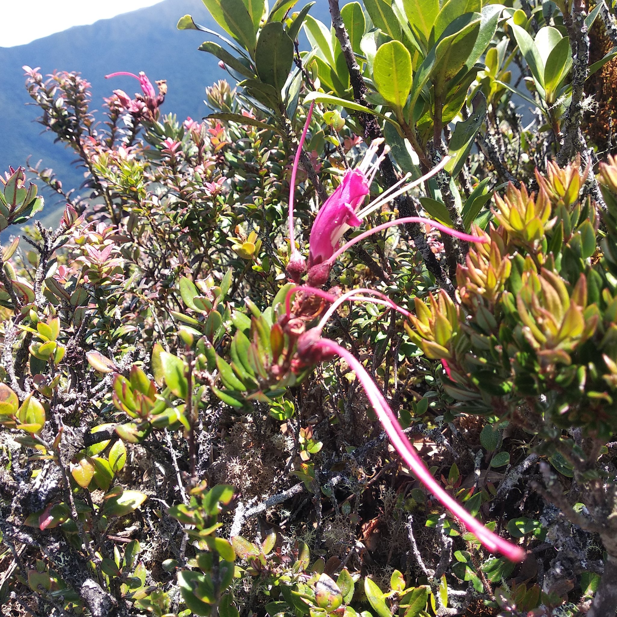 Bejaria image