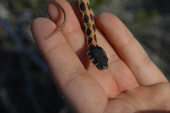 Thamnophis cyrtopsis ocellatus