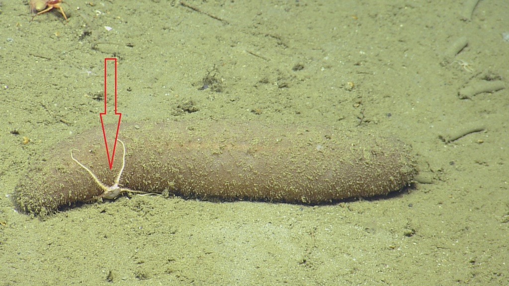Brittle star (OTU EO02) (Seamounts of Canada's Large Offshore Pacific