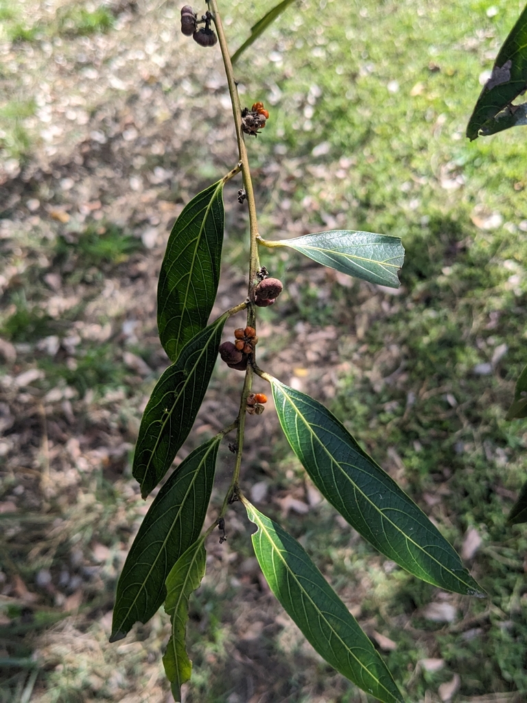 Umbrella Cheese Tree from Boondall QLD 4034, Australia on September 2