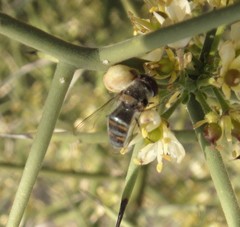 Pseudoscaeva diversifasciata