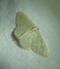 Chlorochlamys triangularis