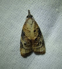 Platynota wenzelana