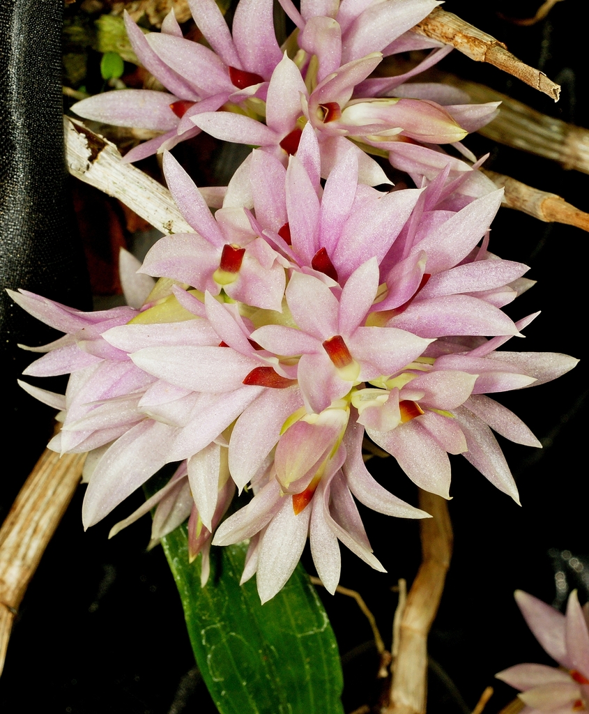 Dendrobium bracteosum Rchb.f.