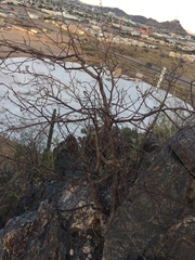 Coursetia glandulosa