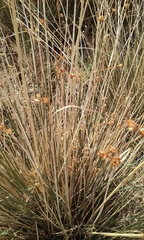 Juncus cooperi