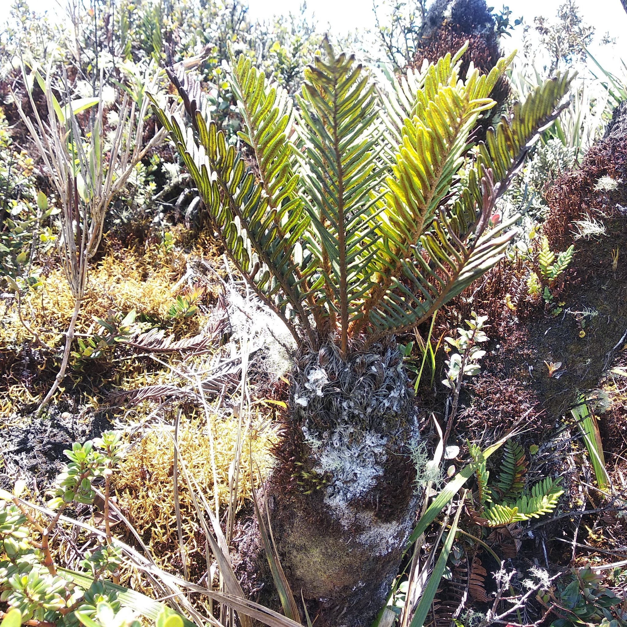 Lomariocycas image