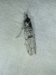 Quasisalebria admixta