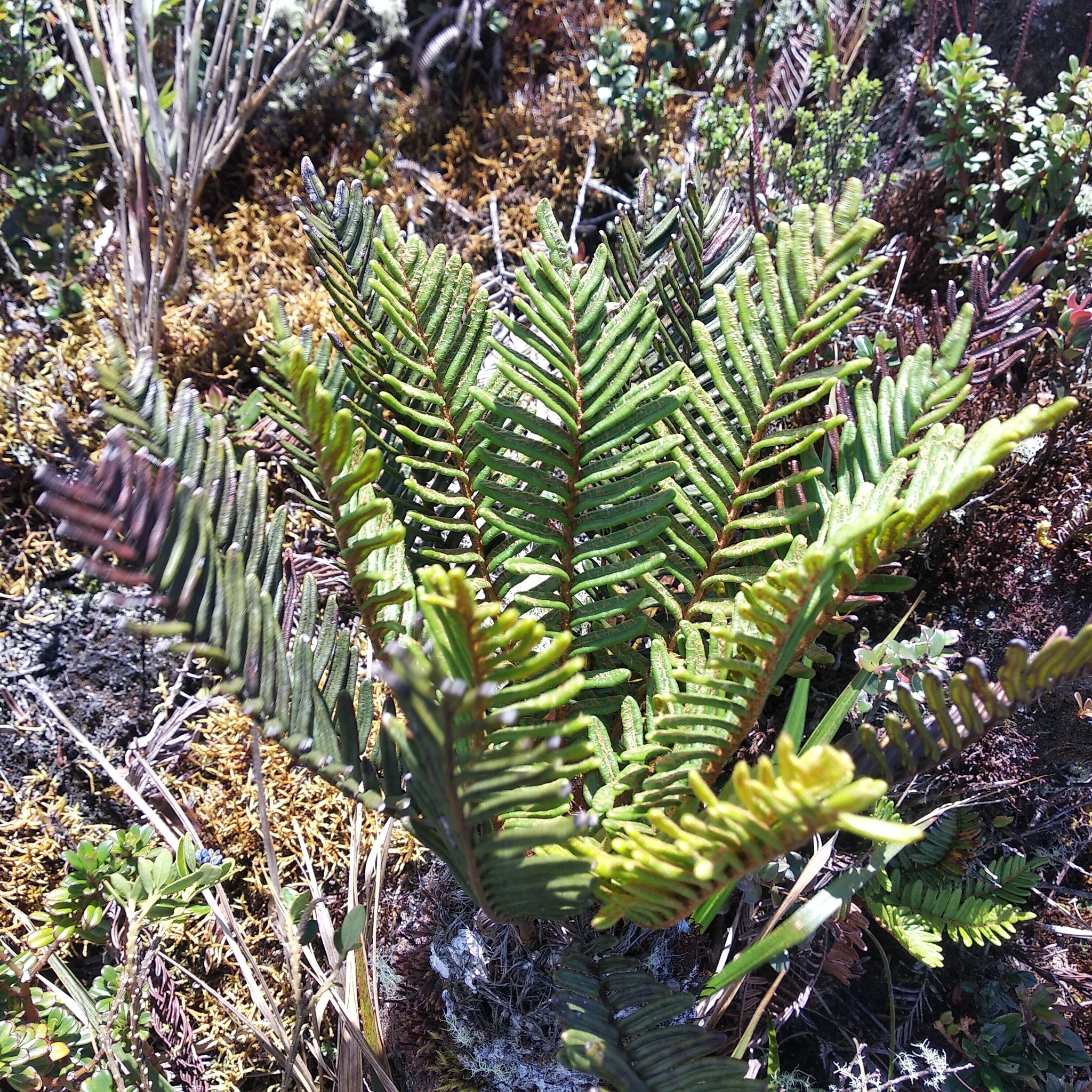 Lomariocycas image
