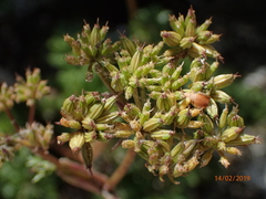 Anisotome haastii