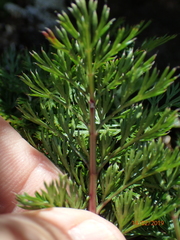 Anisotome haastii