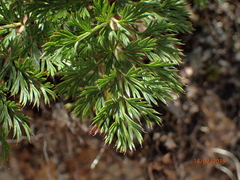 Anisotome haastii