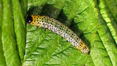 Euura ribesii