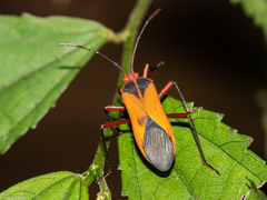 Hypselonotus bitrianguliger