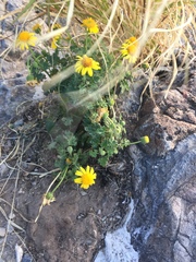 Perityle leptoglossa