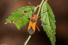 Hypselonotus bitrianguliger