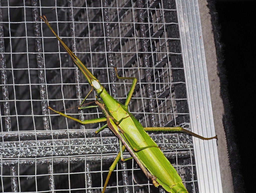 Out Site Insect Beautiful Malanda Stick Insect from 8 Butler Dr, Kuranda QLD 4881 ...
