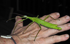 Malandania pulchra