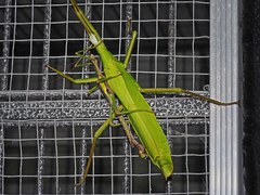 Malandania pulchra