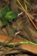 Lestes undulatus