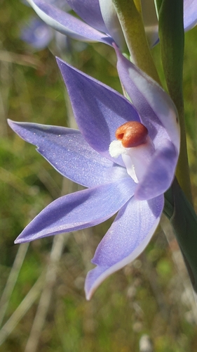 Image of Thelymitra megacalyptra by (c) Rosalie Lawrence, some rights reserved (CC BY)