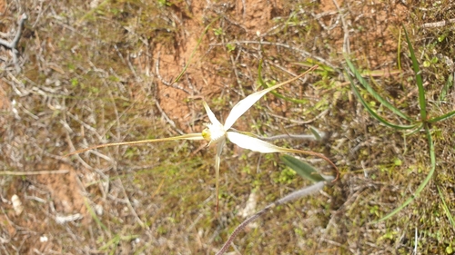 Image of Caladenia brumalis by (c) Rosalie Lawrence, some rights reserved (CC BY)