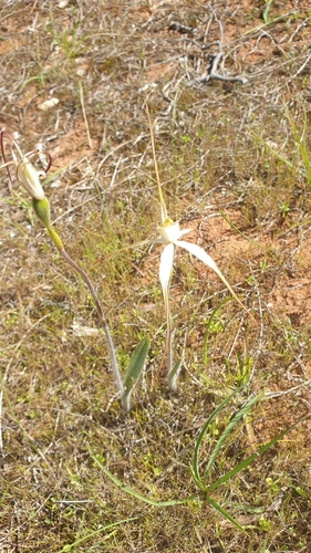 Image of Caladenia brumalis by (c) Rosalie Lawrence, some rights reserved (CC BY)