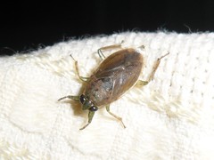 Belostoma