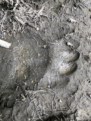 Black Bear Tracks – NatureTracking