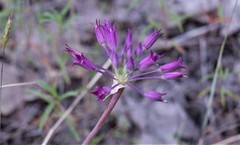 Lophioprason