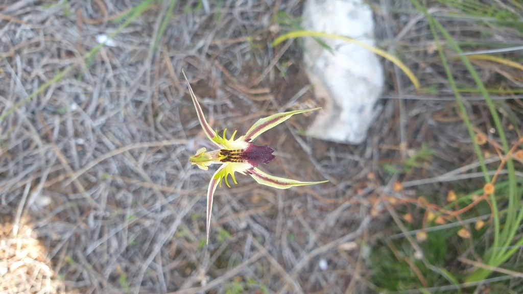 Caladenia stricta