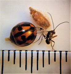 Dinocampus coccinellae