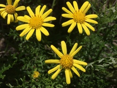 Senecio lyonii