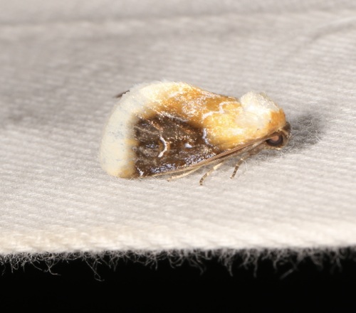 Chrysoecia scira photo 5