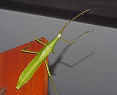 Malandania pulchra