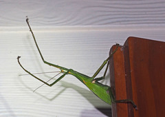 Malandania pulchra