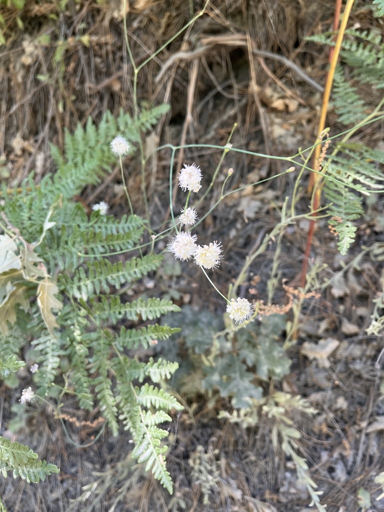 Naked Buckwheat From Mount San Jacinto State Park And Wilderness