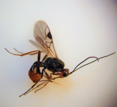 Dinocampus coccinellae