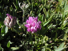 Trifolium parryi