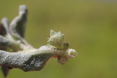 Atriplex suberecta observed 2023-09-01