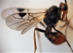 Dinocampus coccinellae