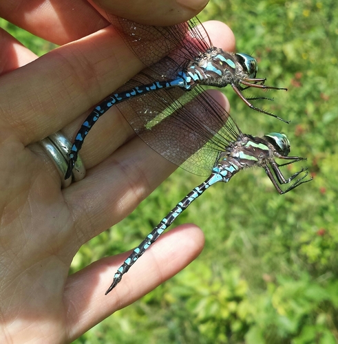 Green-striped Darner photo 2