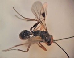 Dinocampus coccinellae