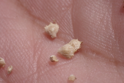 Atriplex suberecta observed 2023-09-01