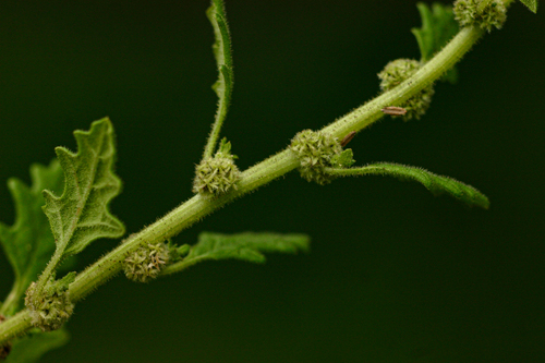 Dysphania carinata image