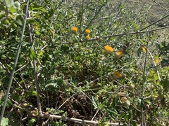 Bebbia atriplicifolia