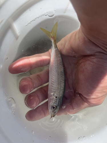 Round scad (Decapterus punctatus) — Carangidae — 3