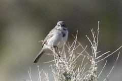 Artemisiospiza belli