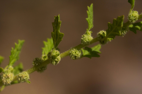 Dysphania carinata image