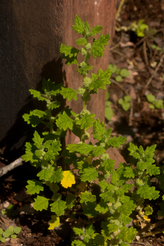 Dysphania carinata image